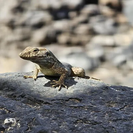 La Hoya 1-tradition Trifft Moderne- Meerblick, Pool & Wintergarten-2 Personen Las Cruces (Canary)