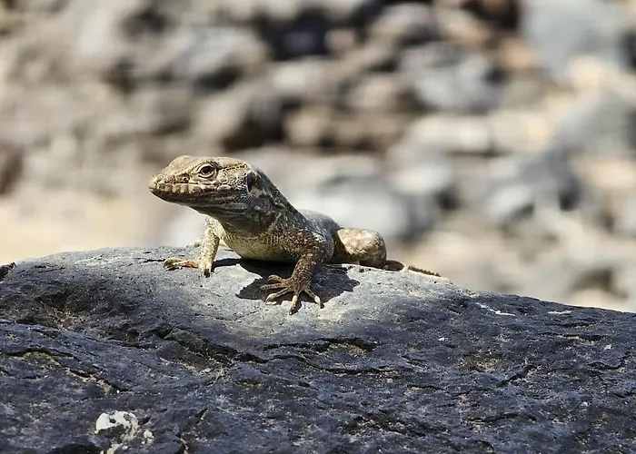 La Hoya 1-tradition Trifft Moderne- Meerblick, Pool & Wintergarten-2 Personen Las Cruces (Canary)