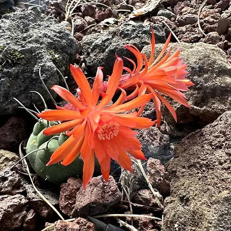 La Hoya 1-tradition Trifft Moderne- Meerblick, Pool & Wintergarten-2 Personen * Las Cruces (Canary)