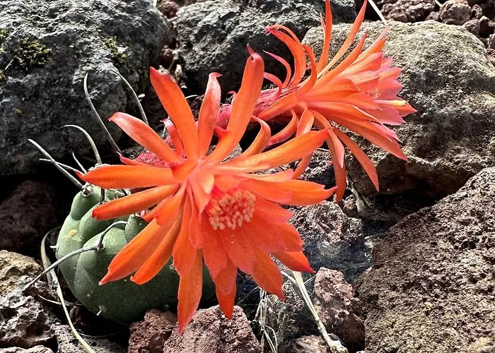 La Hoya 1-tradition Trifft Moderne- Meerblick, Pool & Wintergarten-2 Personen * Las Cruces